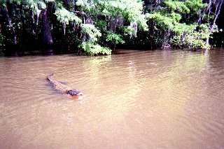 Gator Alert