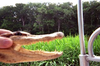 Holding a Gator head