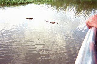 Alligator approaches the Swamp Boat