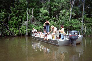 Feeding Crawfish to a Gator